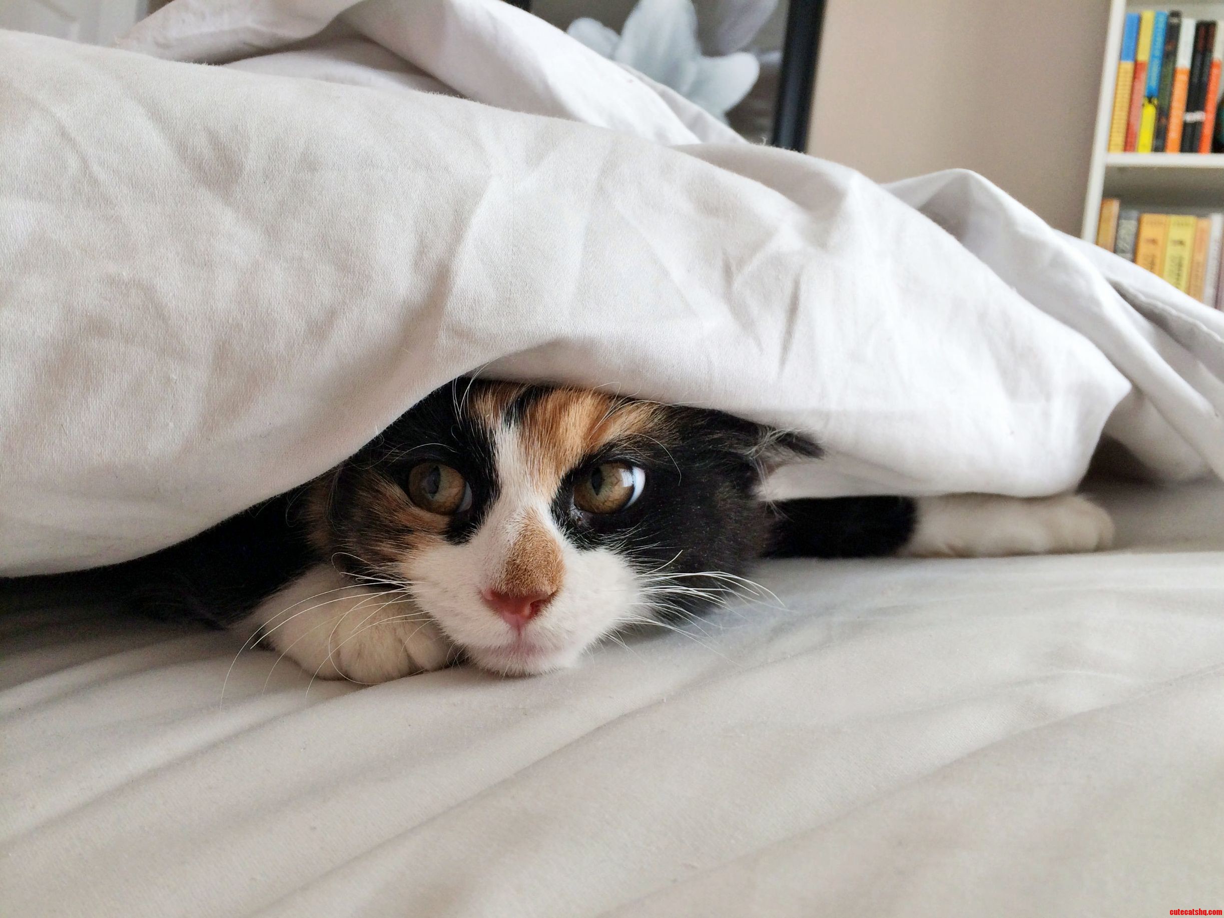 How My Kitten Chooses to Stay Warm