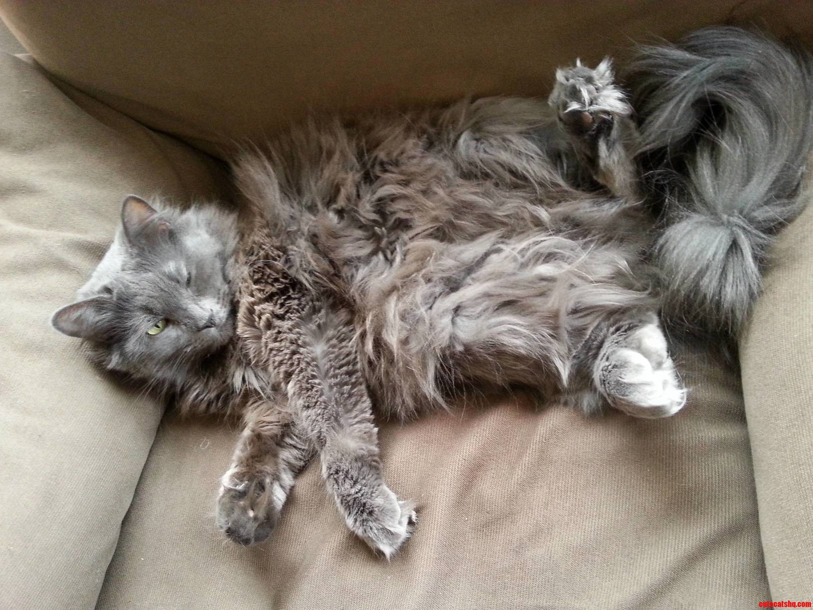 How My Room Mates Cat Sleeps.