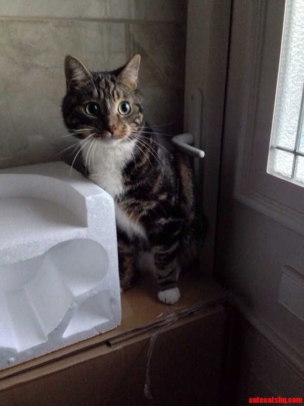 Human Feed Me or I Ll Leave