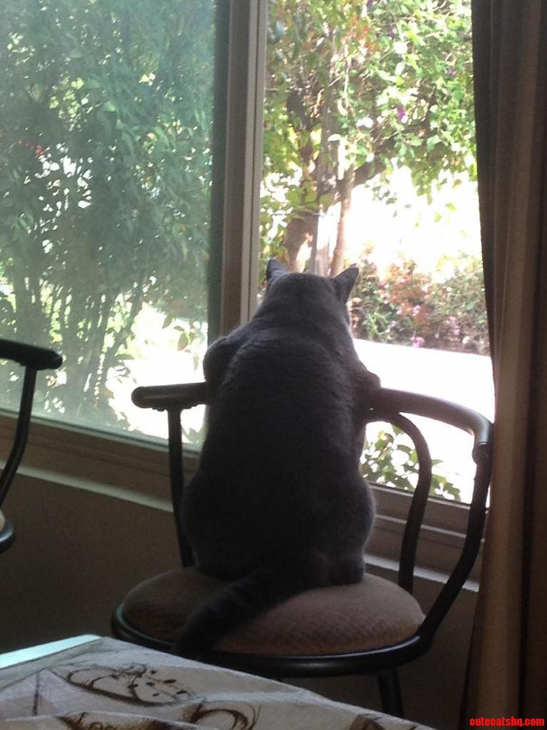 I Always Come Home to My Cat Sitting Like This. I Just Wonder What He Is Thinking About