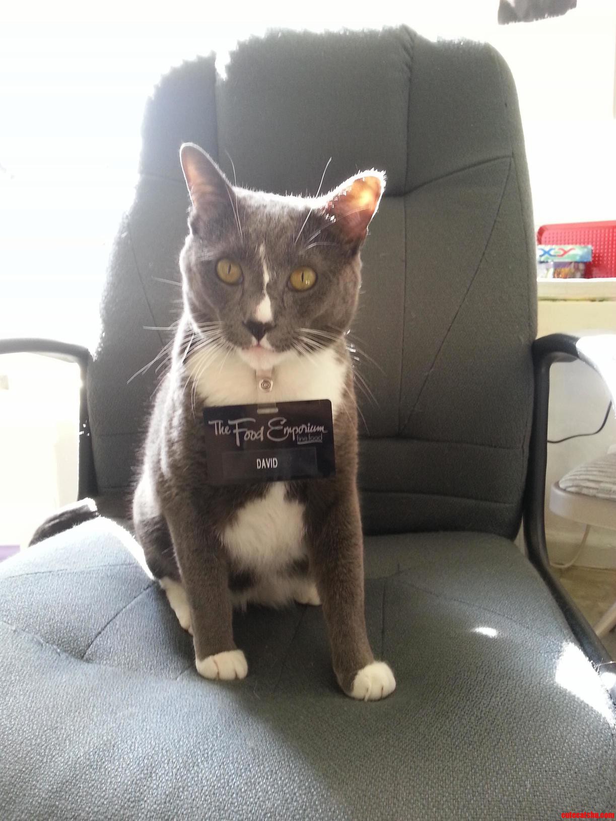 I Am Ready for Work