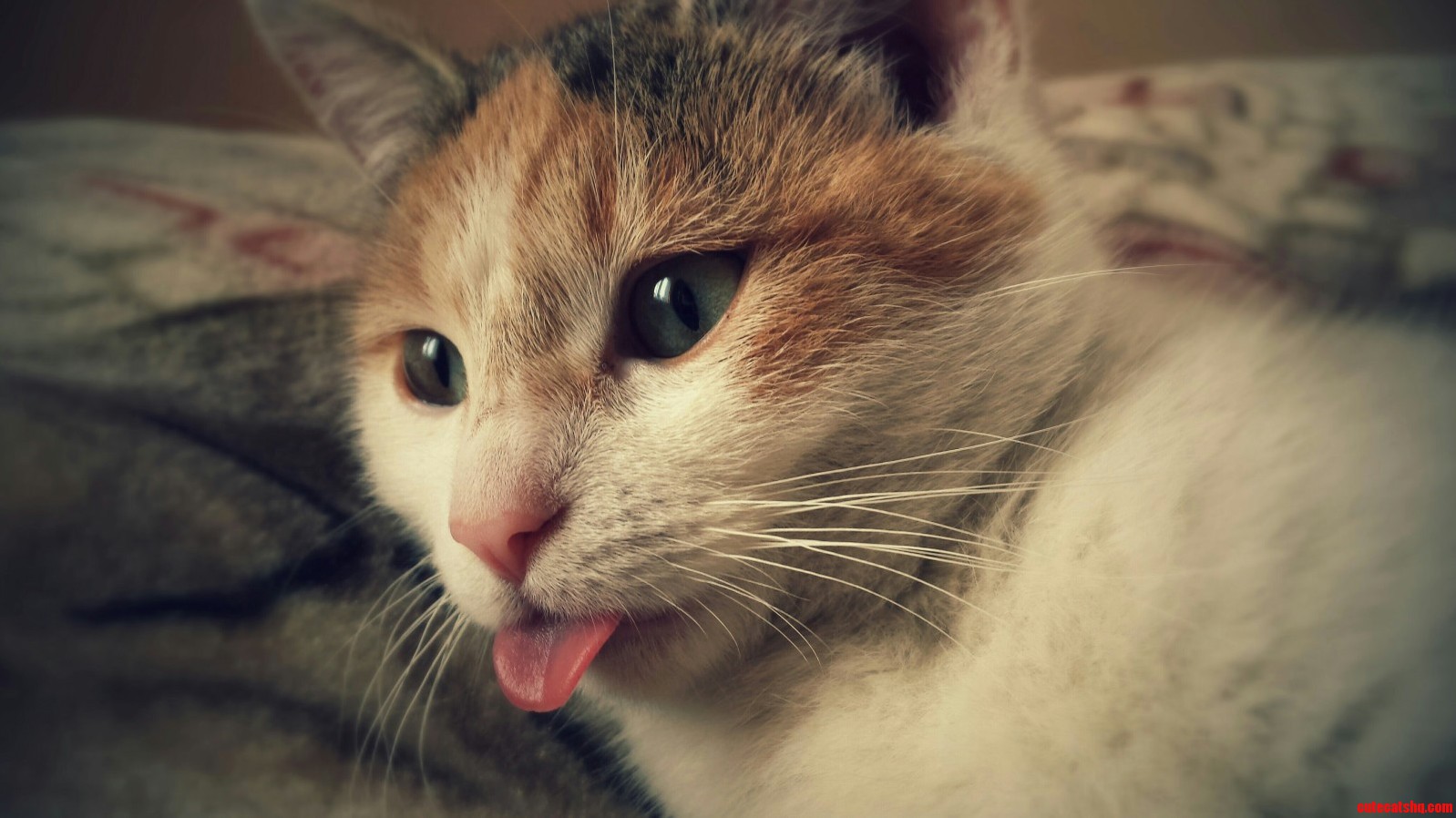 I Broke My Cat.