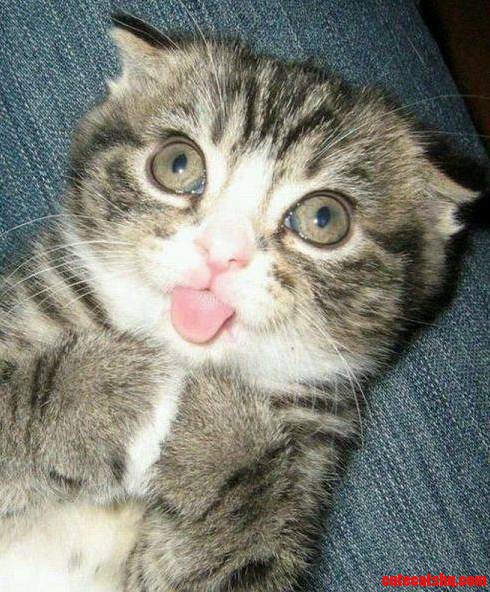 I Can Do Lemur Impressions Mommy Cute Cat Baby