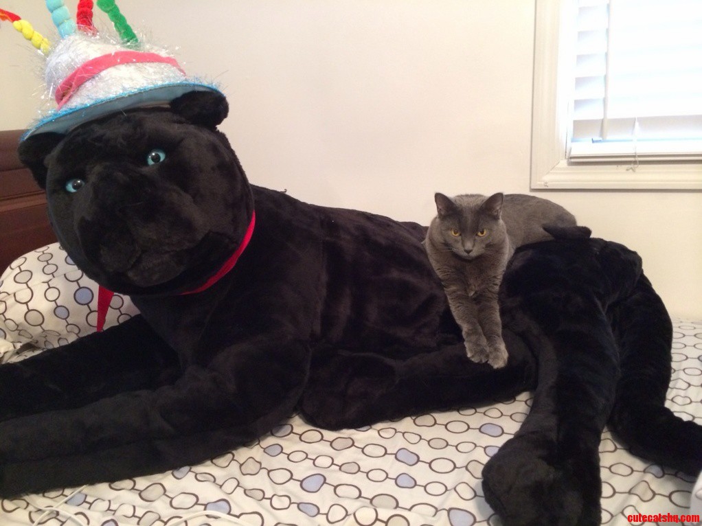 I Cant Tell If Callie Loves or Hates Her New Friend.