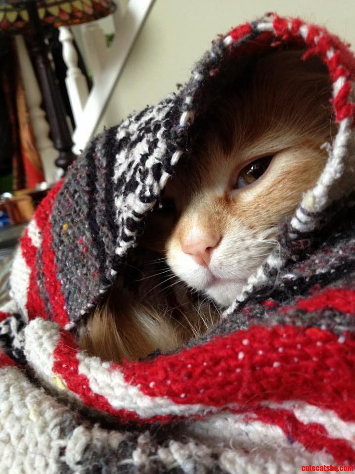 I Come Home to Find Her Wrapped Up Like This All the Time. So Shy.
