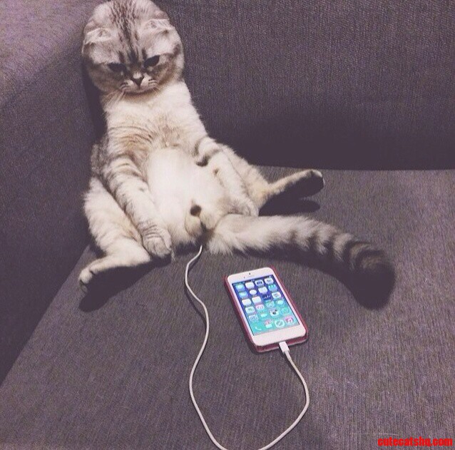 I Didnt Know Cats Had the Power to Charge Phones.