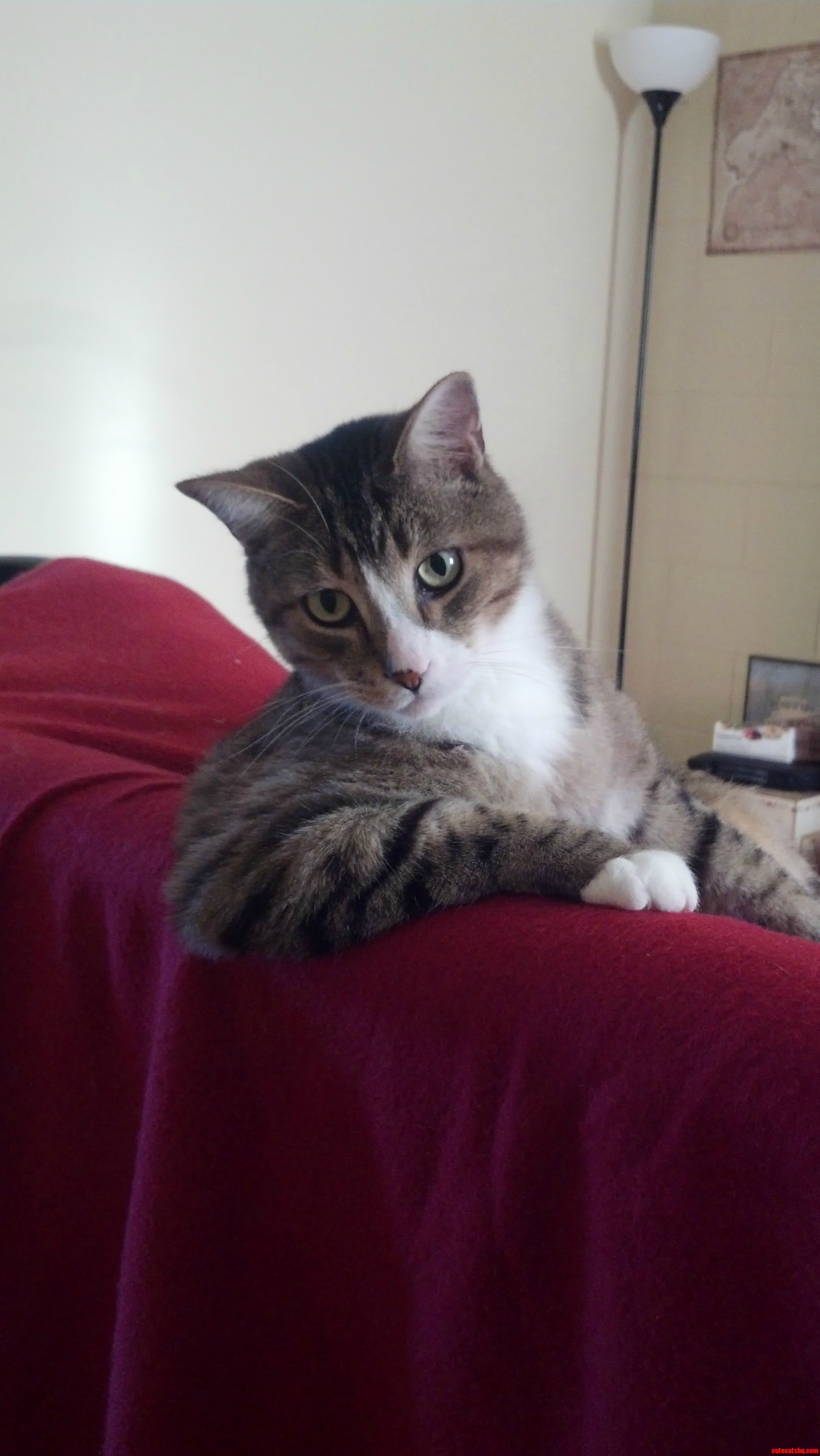 I Dont Always Drink Milk...but When I Do Its from a Saucer.