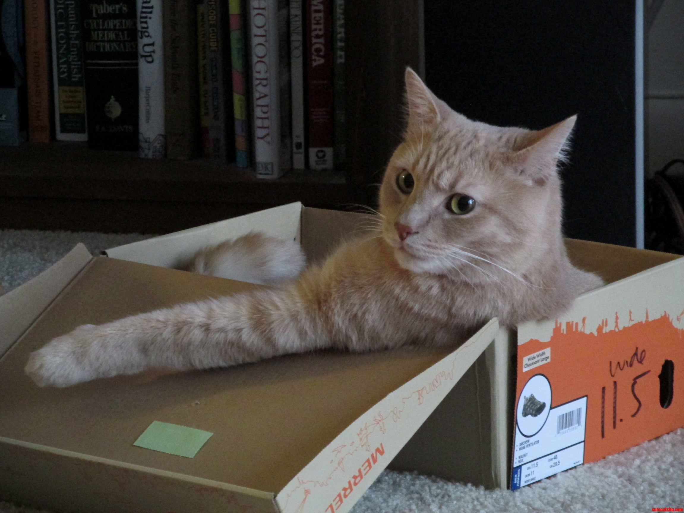I Dont Always Fits but If I Do I Sits.