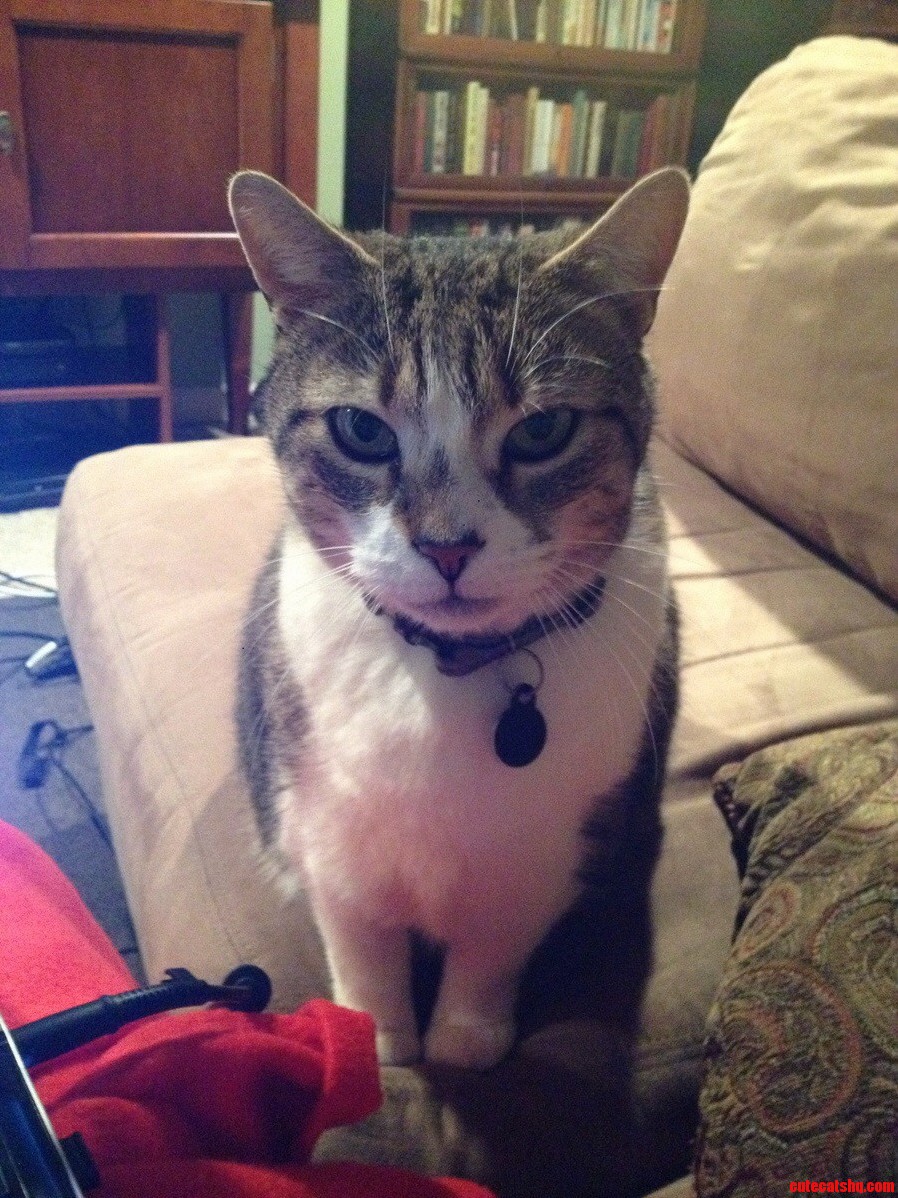 I Dont Think My Boyfriends Cat Likes Me