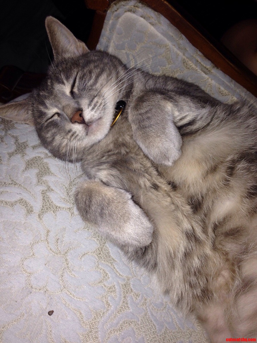 I Found My Roommates Cat Sleeping on the Chair