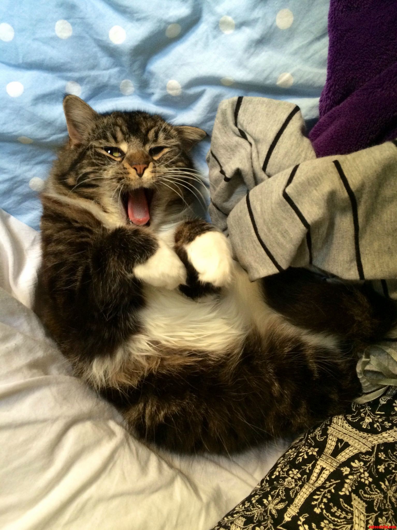 I Found Our Neighbours Cat Meisje in My Bed