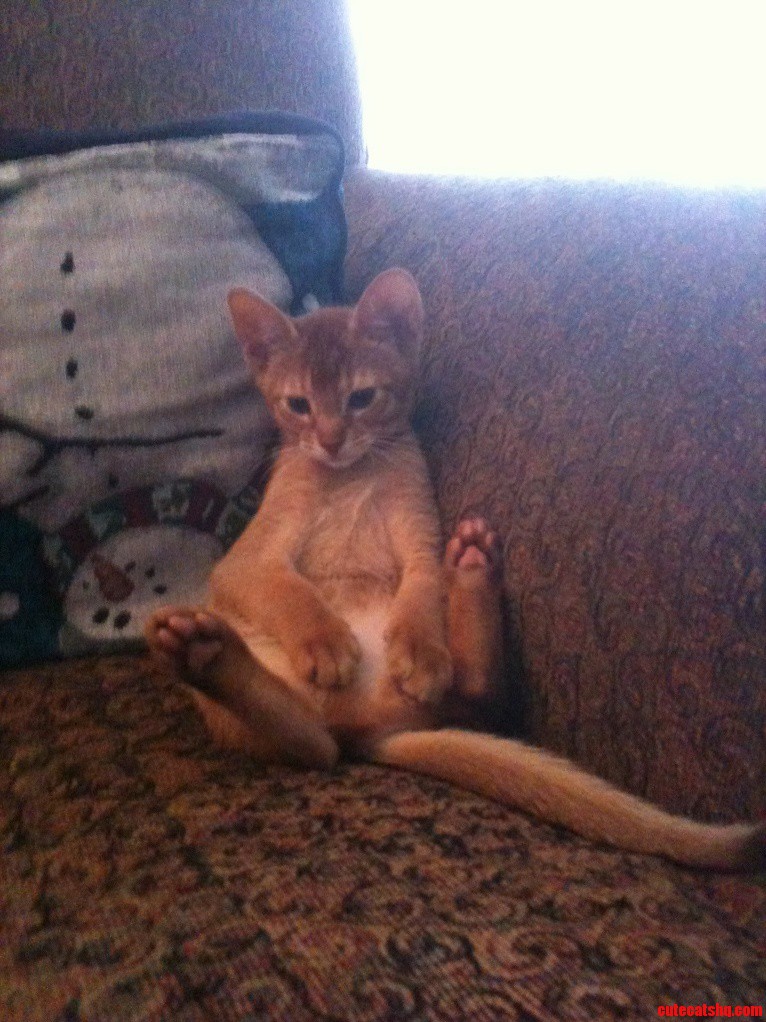 I Got an Abyssinian Kitten