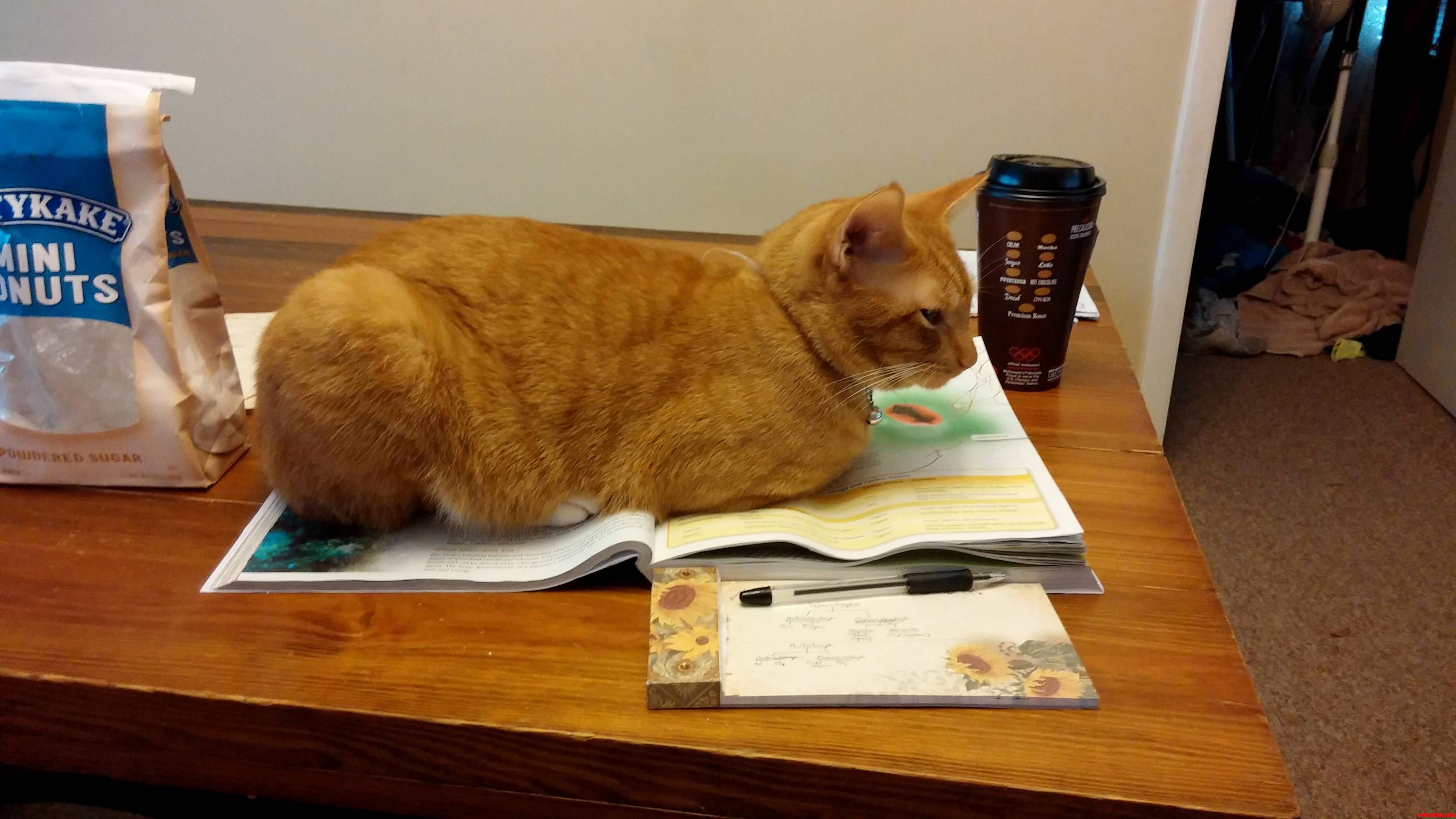 I Got Up for Just a Moment