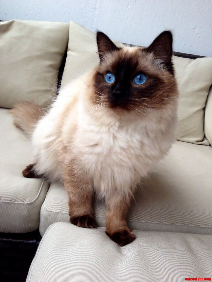 I Had to Bribe Him with Candy to Take This Photo Happy 1st Birthday Macro Ragdoll