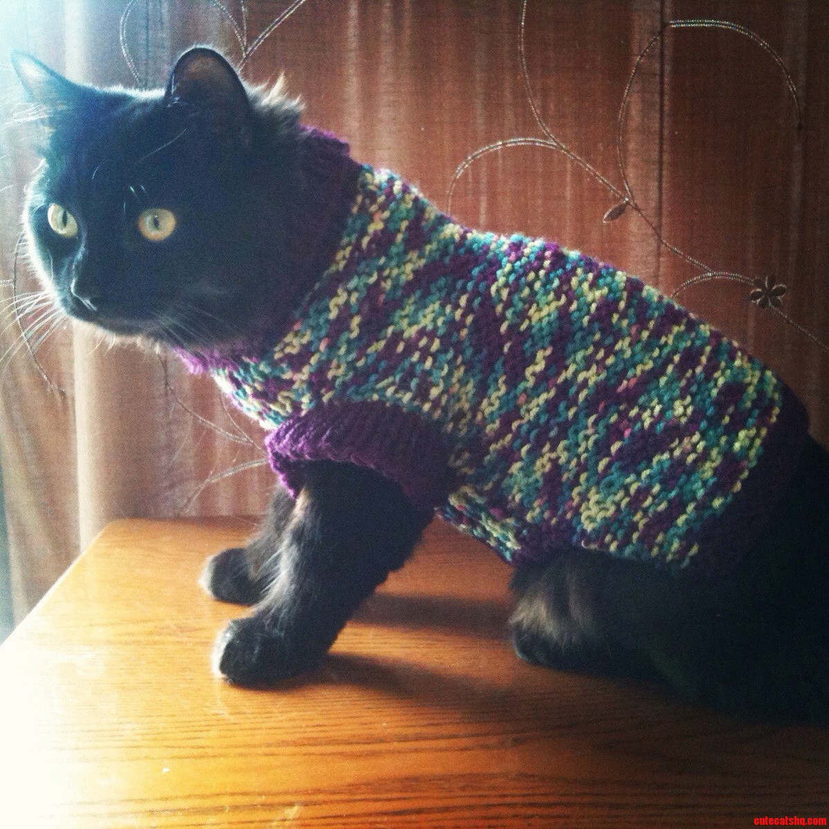 I Have a Little Black Cat Too. His Name Is Butts.