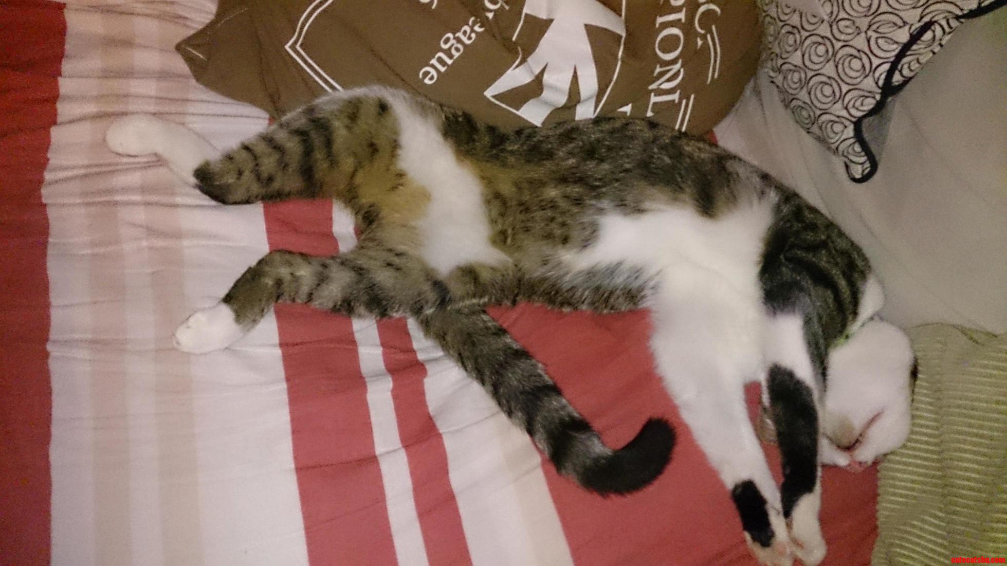 I Haz Sleeping Space. Move Over Human