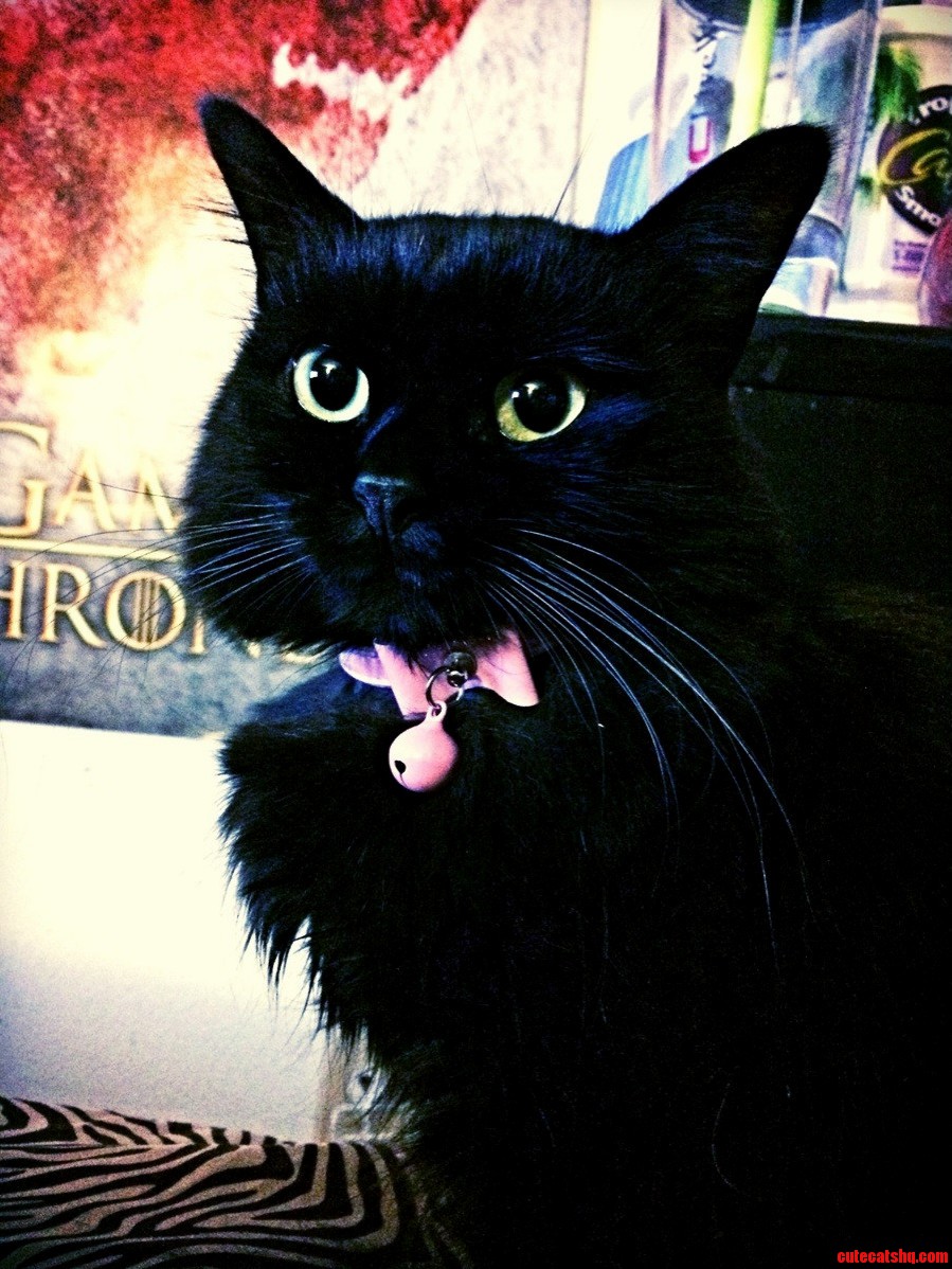 I Hear We Are Giving Out Love for Black Cats Heres My Stunner Kirby