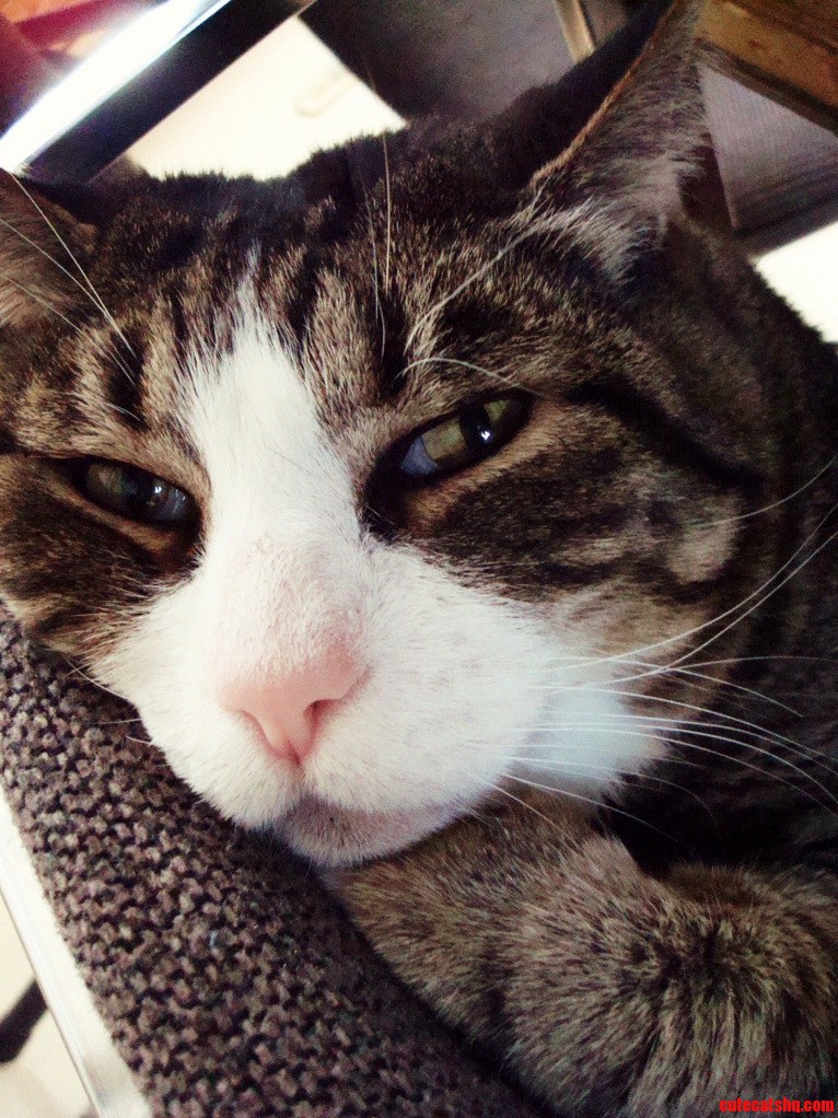 I Heard Likes Cats. Heres My Old Man.