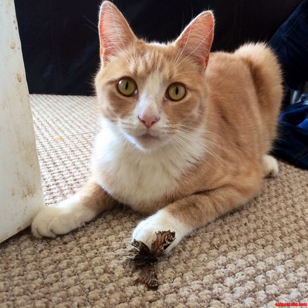 I Just Caught Wellington Sucking a Butterfly to Death.