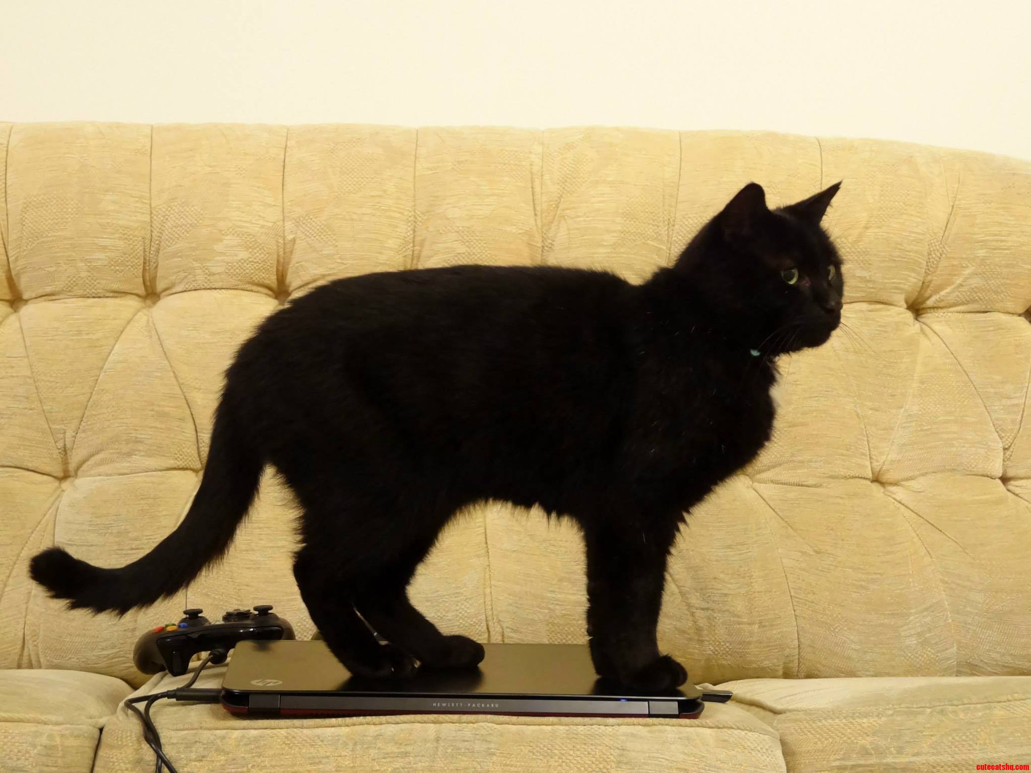 I Left for Uni and Forgot My Laptop So Maurice Took Advantage.
