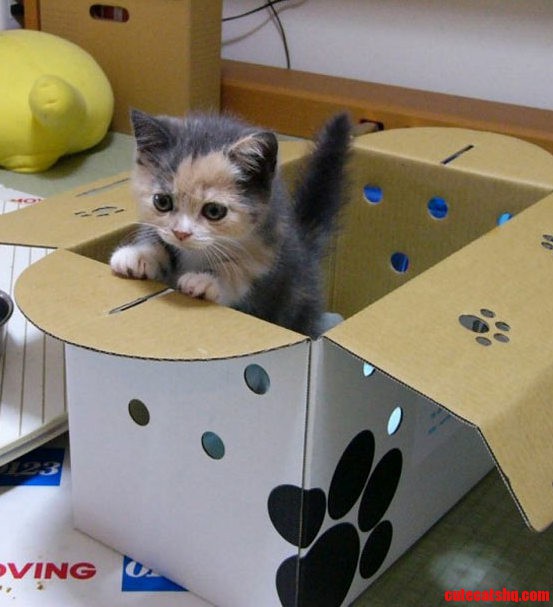I Like My Box