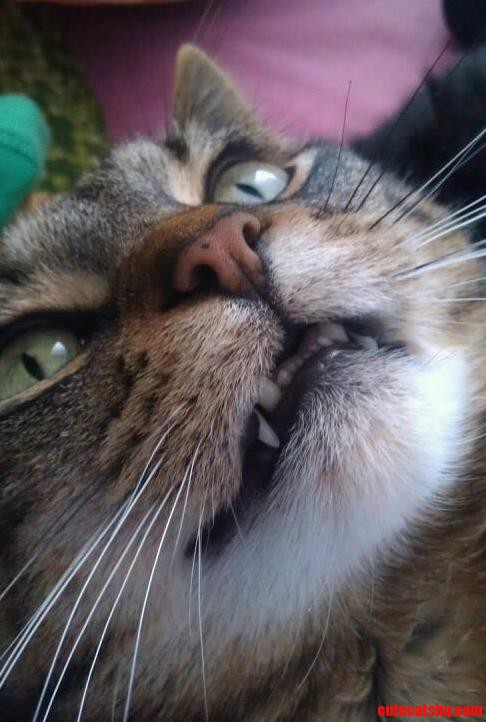I Love My Cats Teeth