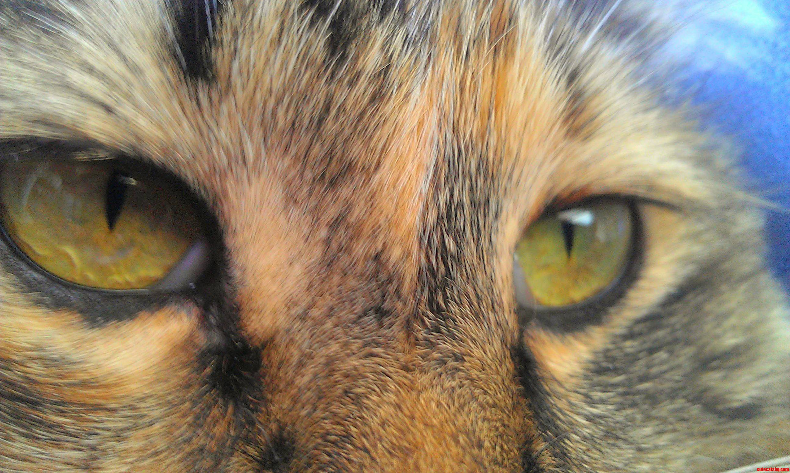 I Love Taking Kitty Close-ups