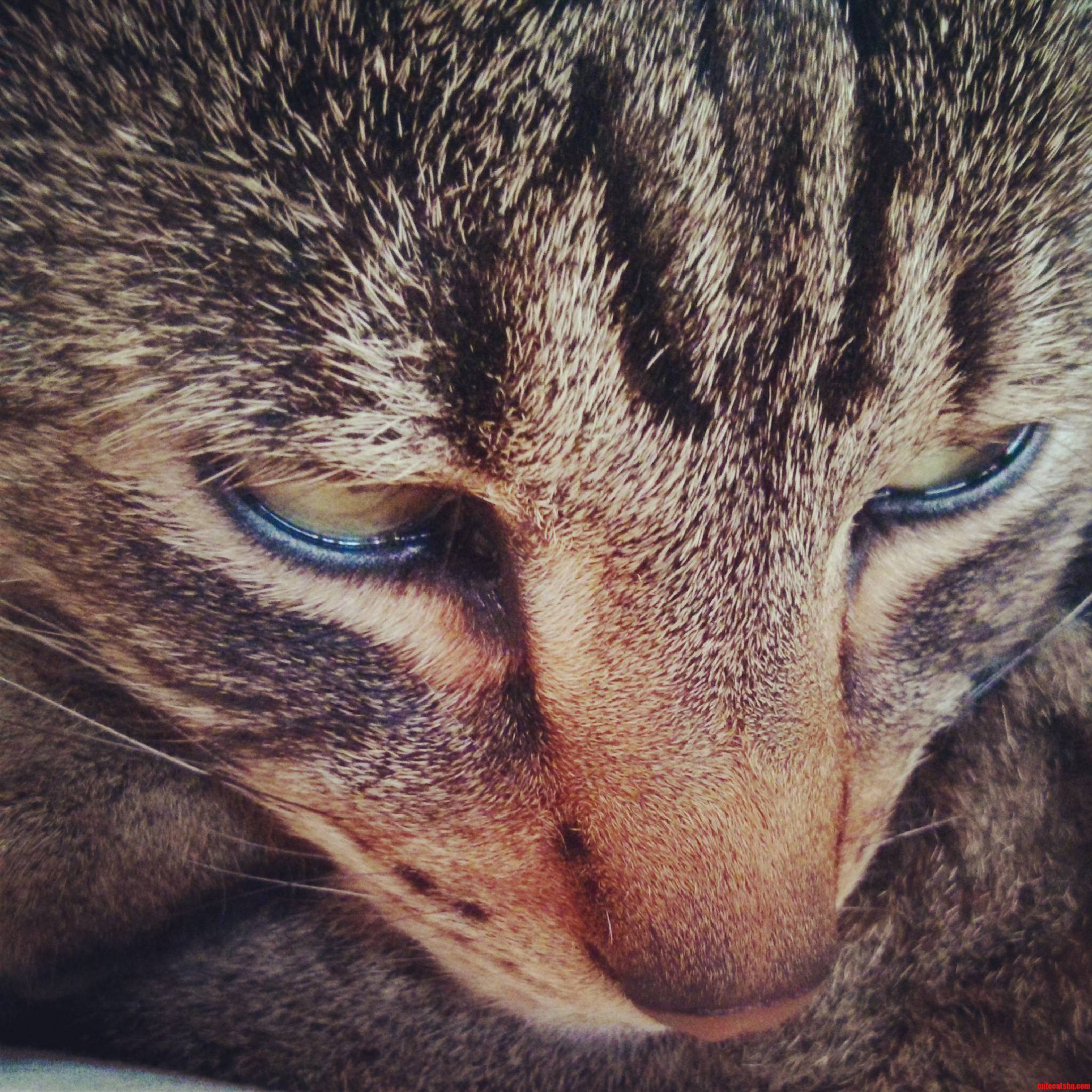 I Love the Way the Fur on a Cats Nose Goes in Different Directions Everyone This Is Bob