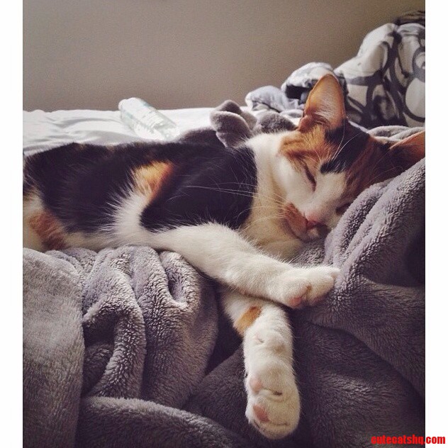 I Missed My Cake Day Yesterday but Heres a Picture of My Calico Zion Anyways.