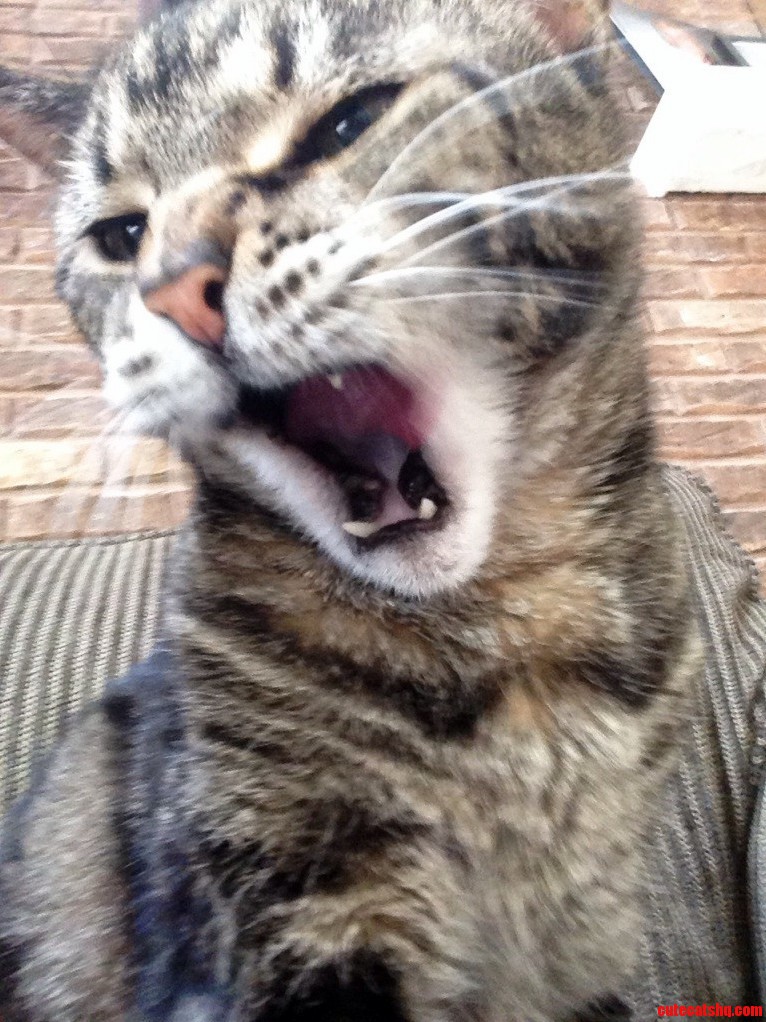 I Never Was Really a Cat Person but My Friends Cat Is Kinda Acceptable.