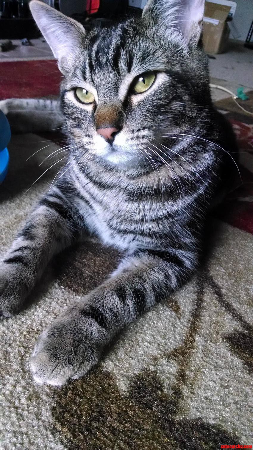 I Present Logan
