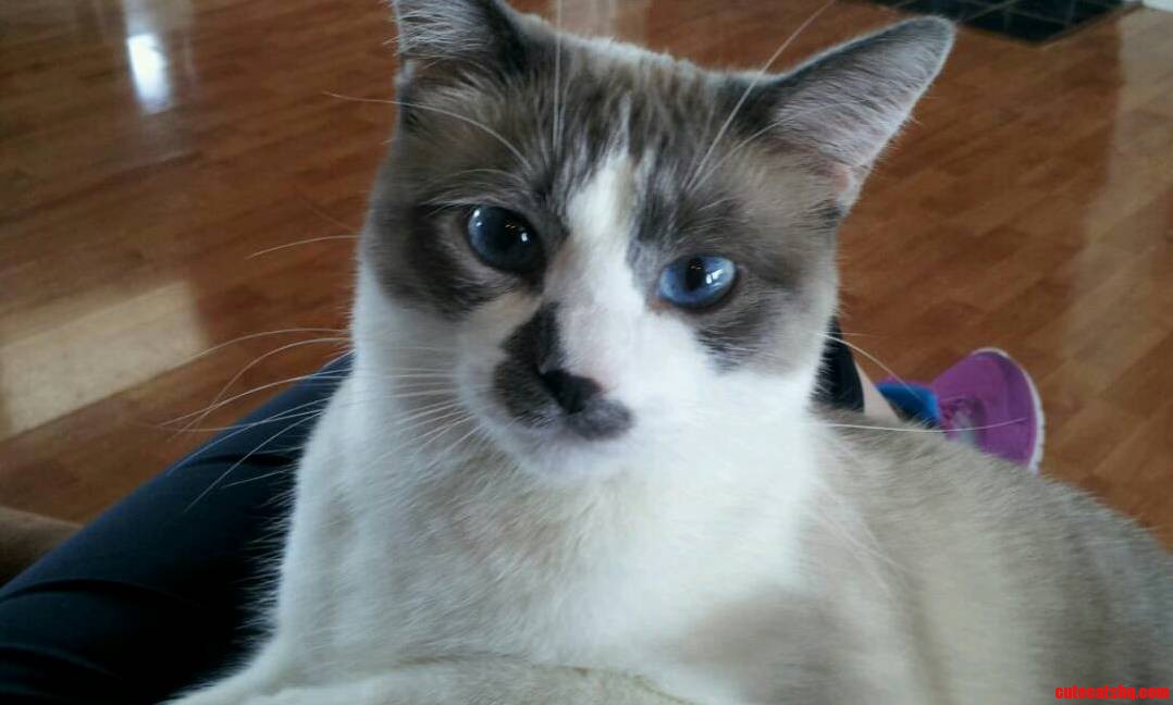 I Present You Meeko