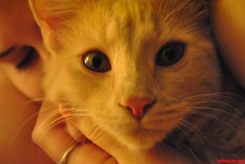 I Present You with Simba