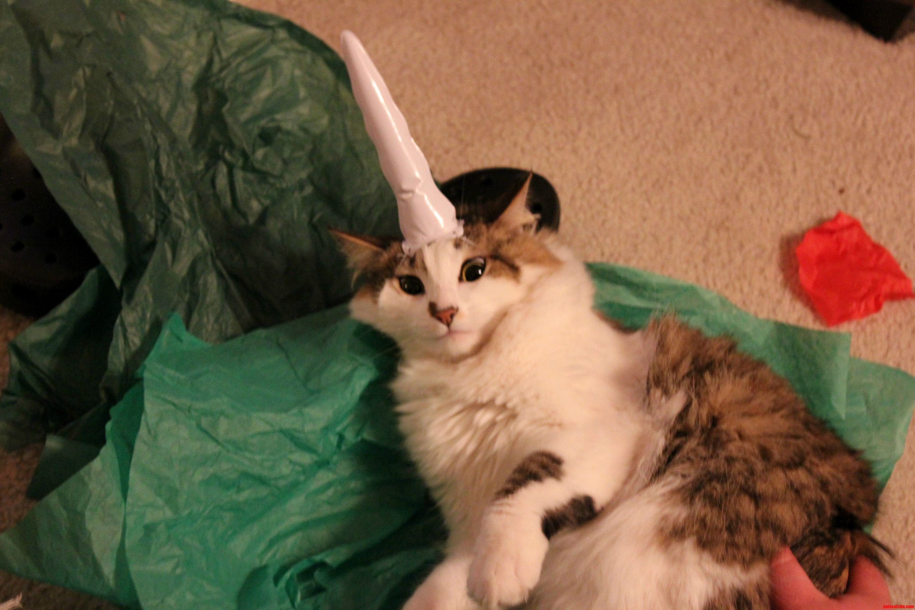 I Submit to You My Super Soft Fat Toni Sporting Her Unihorn P.s. She Loves It