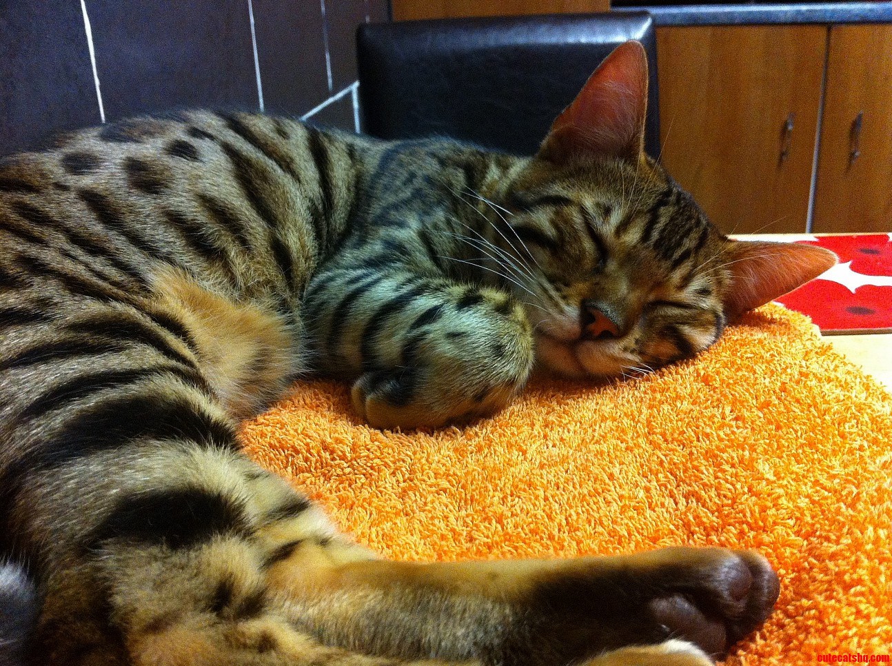 I Think Hes Dreaming of Fish.
