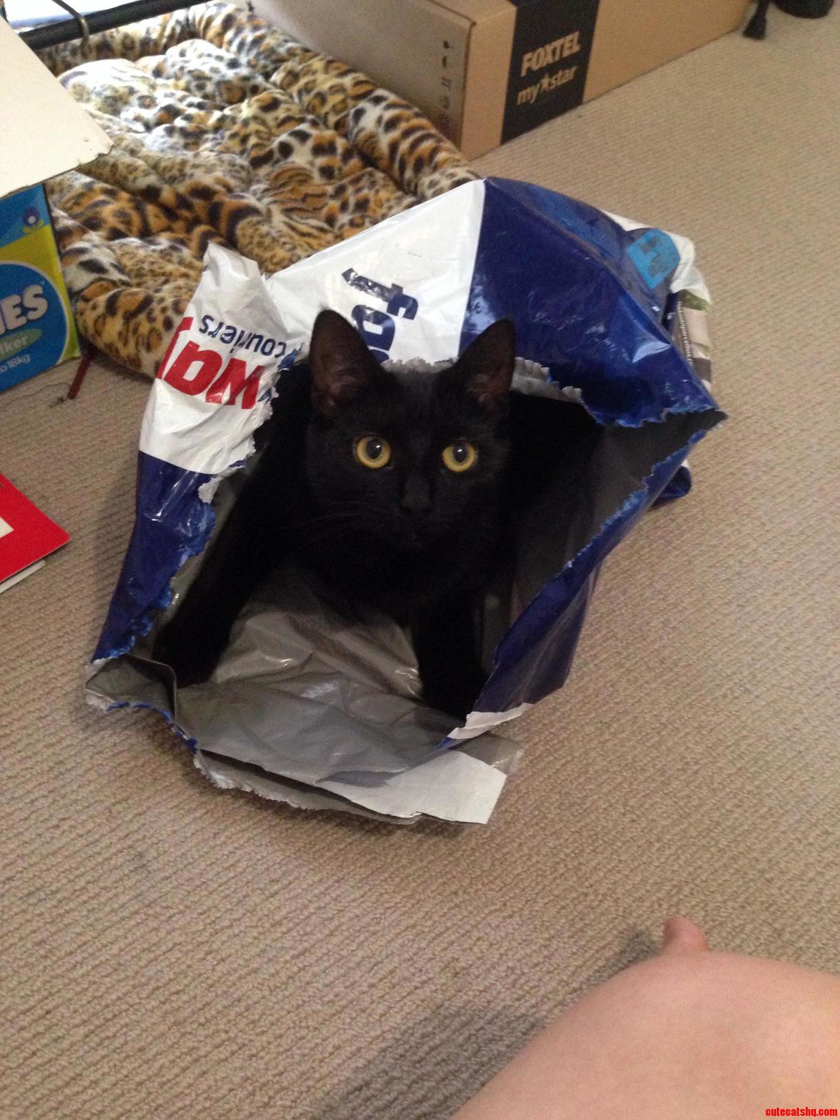 I Think Luna Enjoyed Getting a Package in the Mail As Much As I Did.