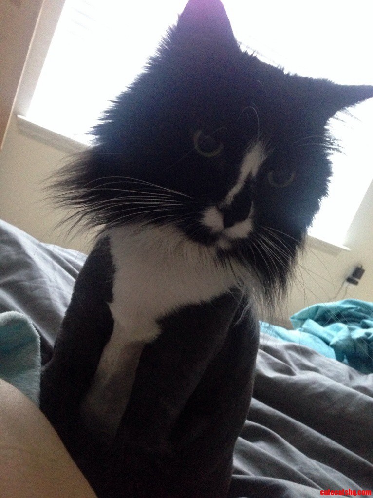 I Think My Furball Is Liking His New Haircut