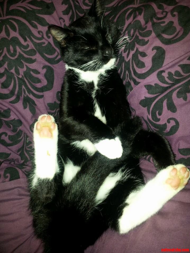 I Thought This Was Cute Until I Noticed It Looked Like He Was Playing with Himself.