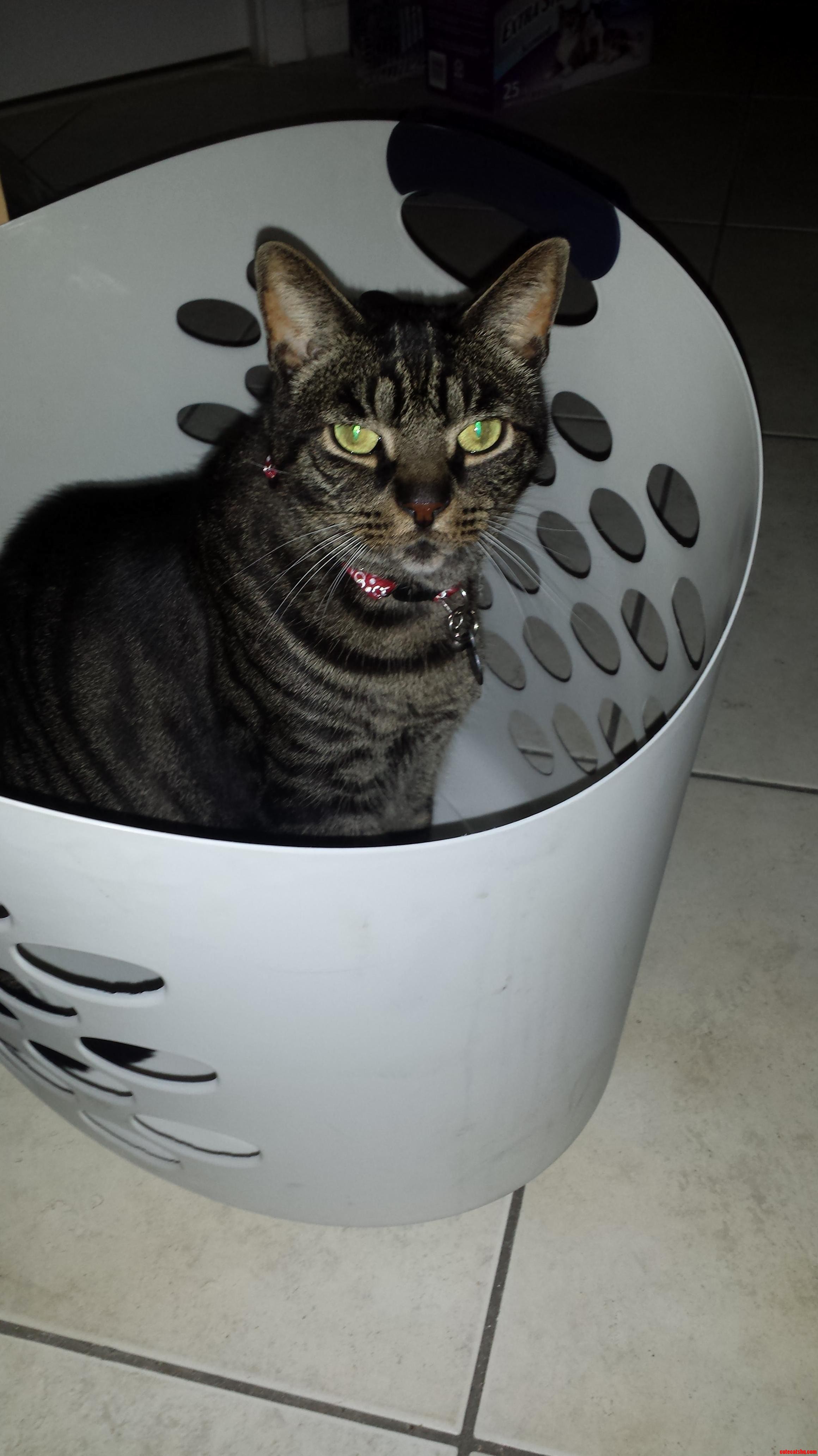 I Told Him Next Stop Was the Washer. Spaz Was Not Amused.