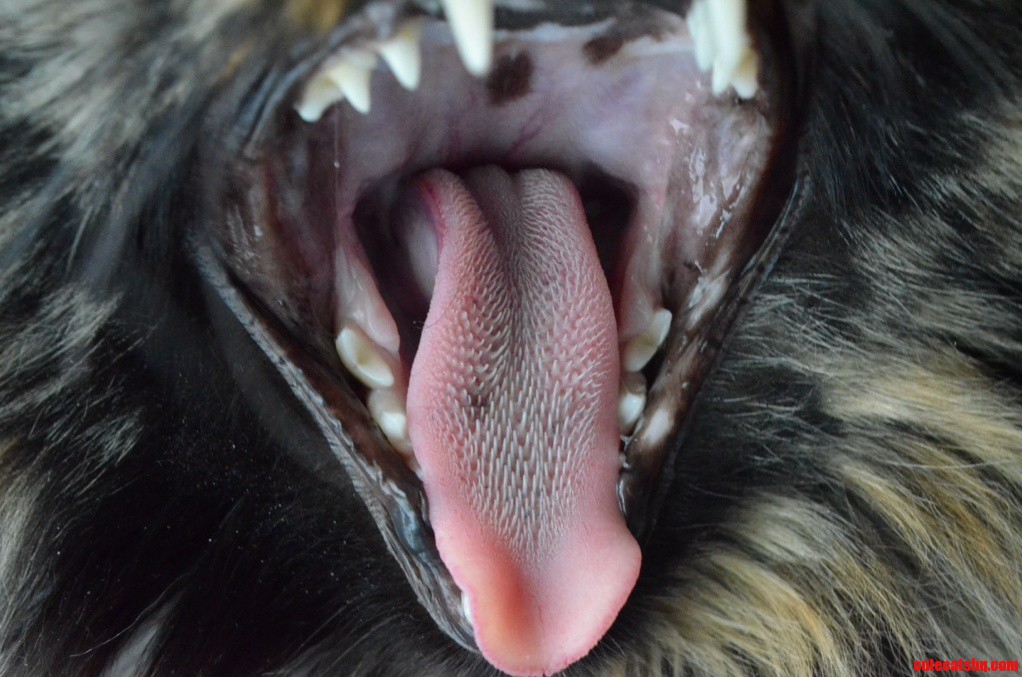 I Took a Picture of My Cat Yawning