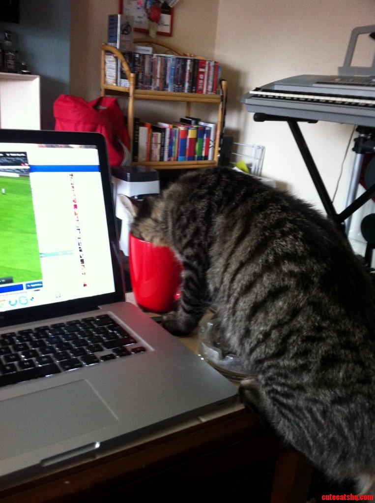 I Turn Around for Two Seconds and Odin Is Drinking My Cup of Tea