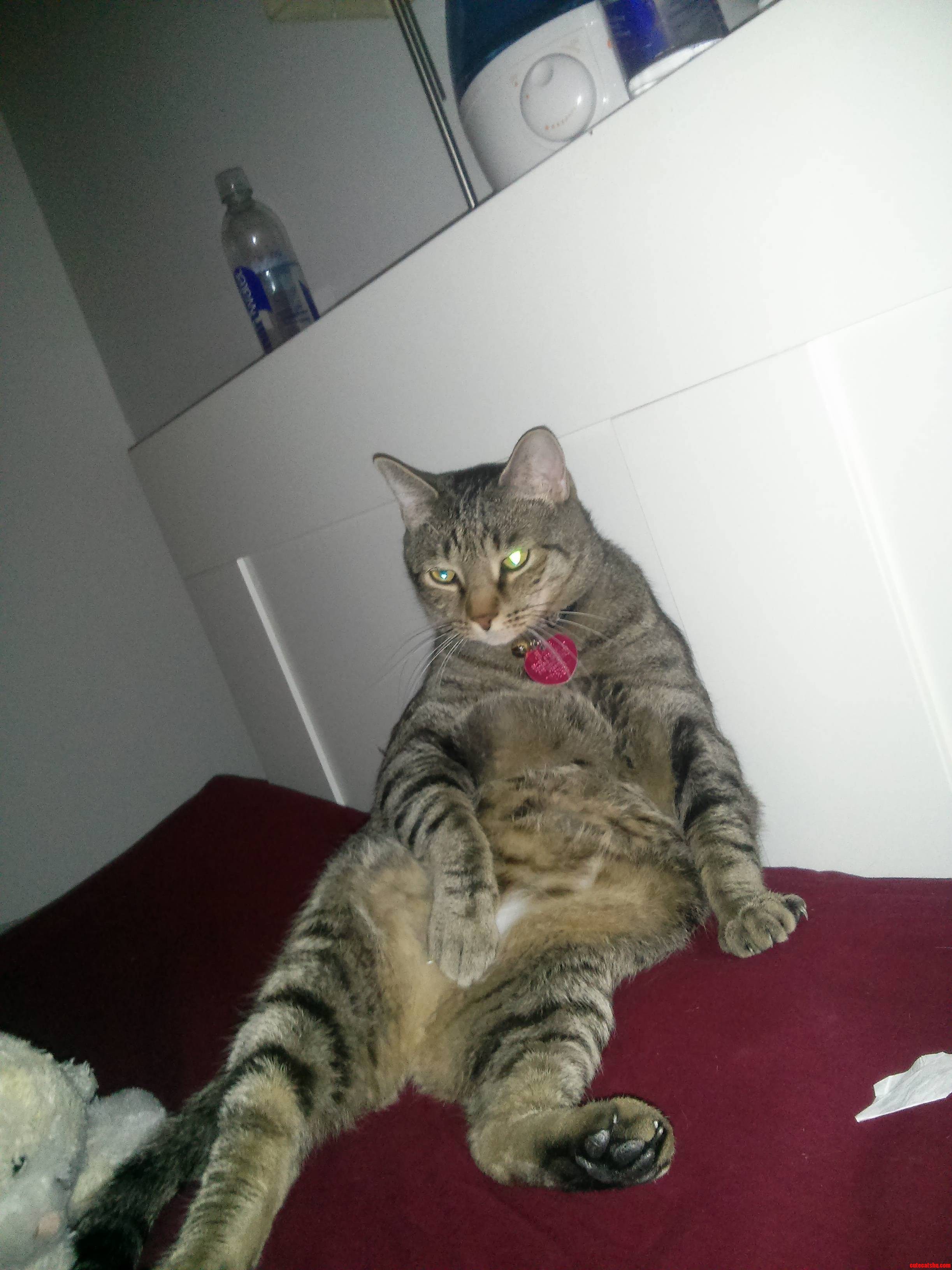 I Usually Wake Up to a Face-full of Sass.
