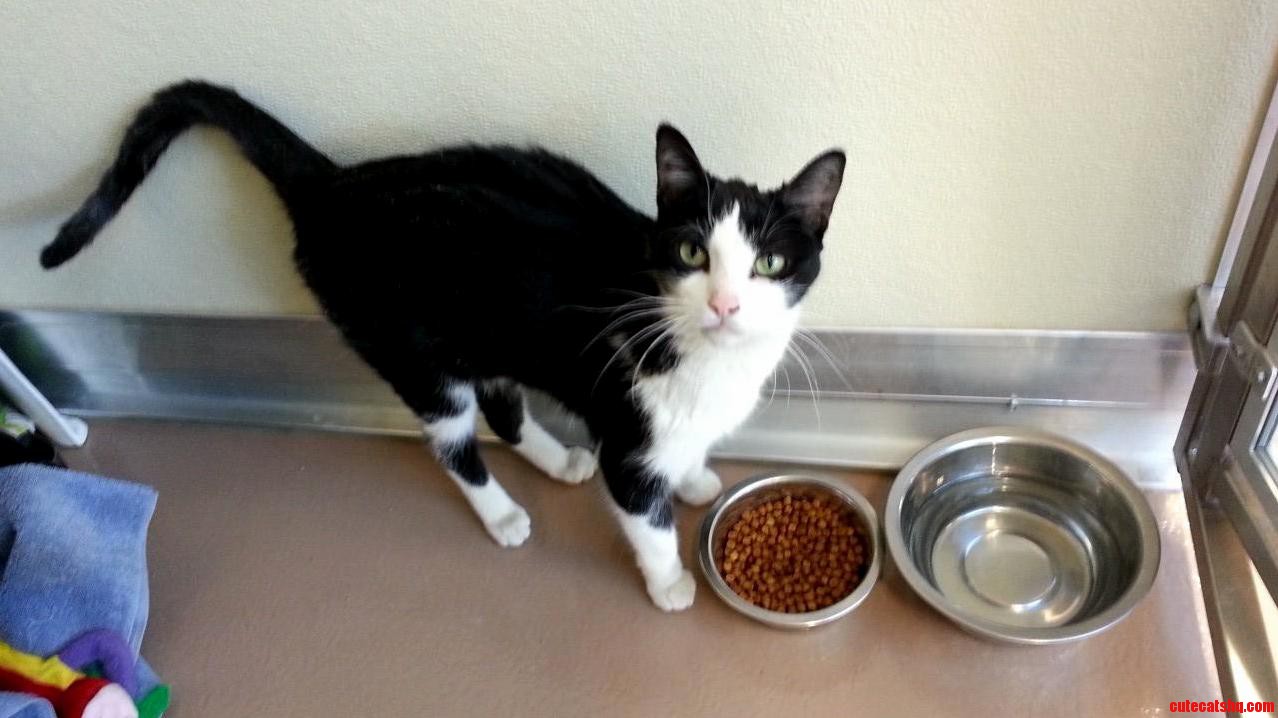 I Ve Been Visiting My Local Animal Services Shelter This Is Little Betsy and Shes Very Sweet.