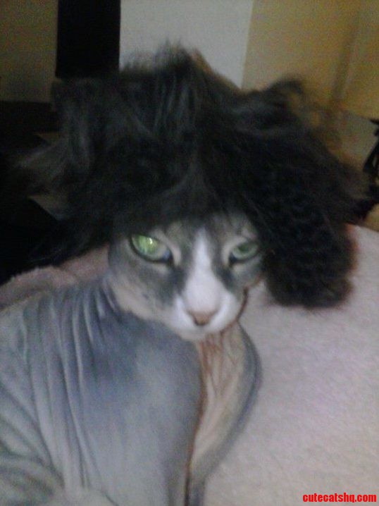 I Ve Never Seen My Cat So Amused.
