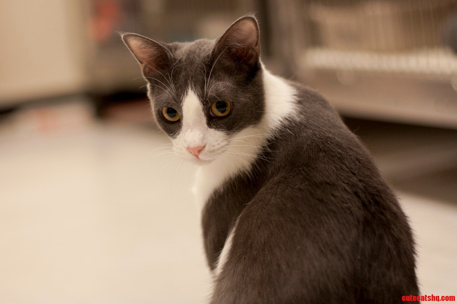I Volunteer at a Shelter and Here Is a Lovely Love Named Gloria.