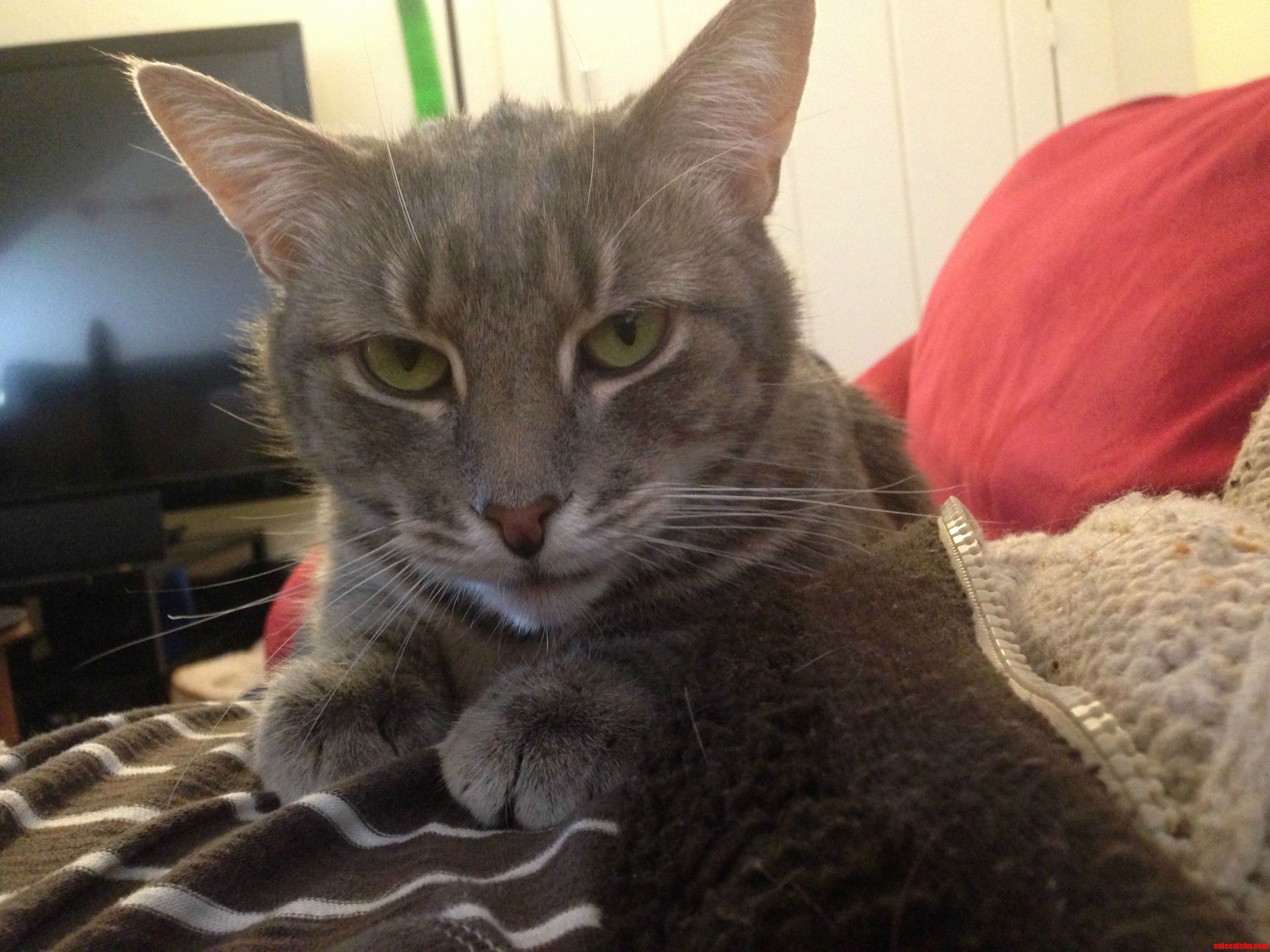 I Was Napping on the Couch and Woke Up to This Face.