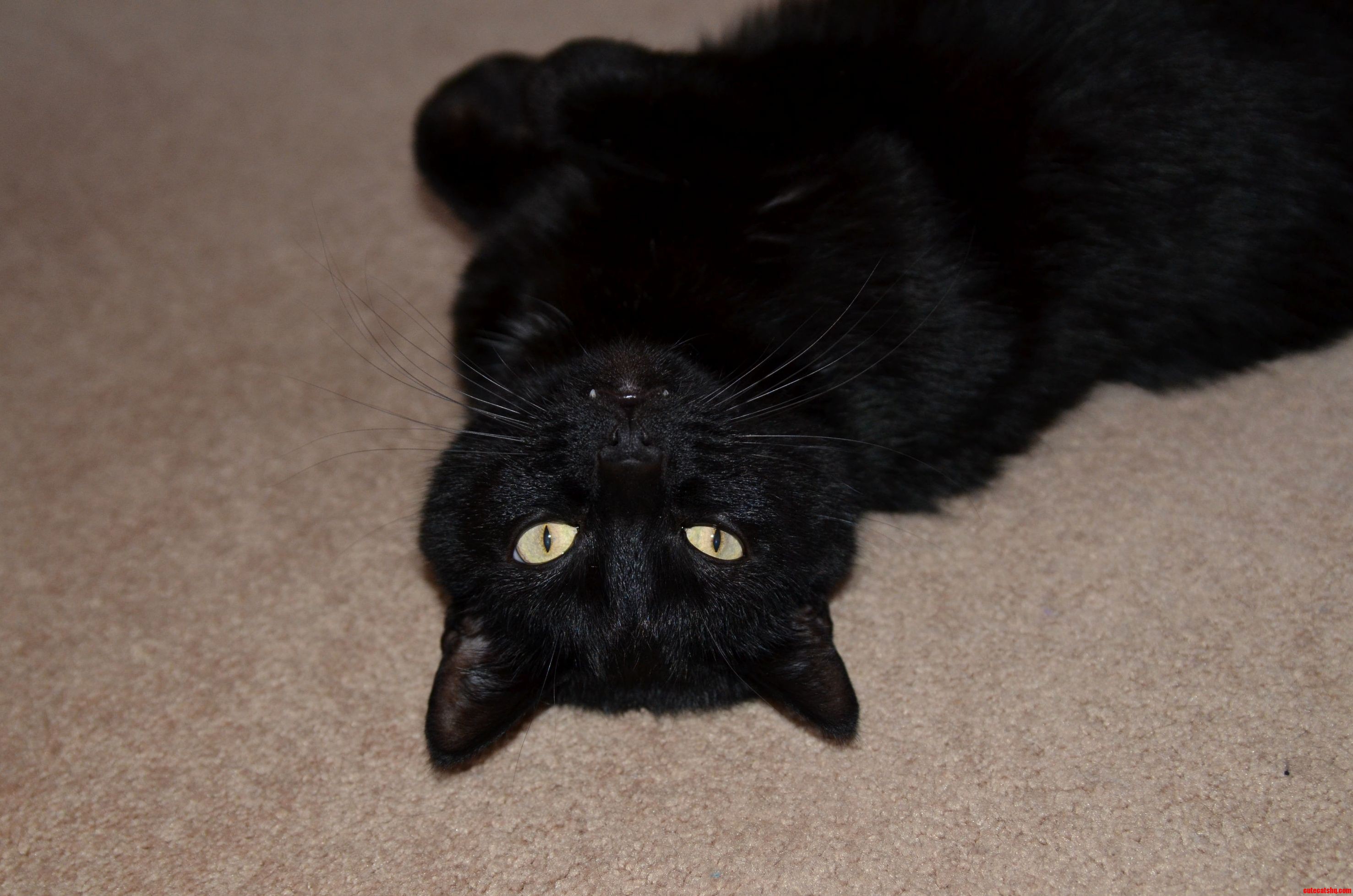 I Was Testing Out My New Dslr the Other Night and Managed to Capture Some Fang.