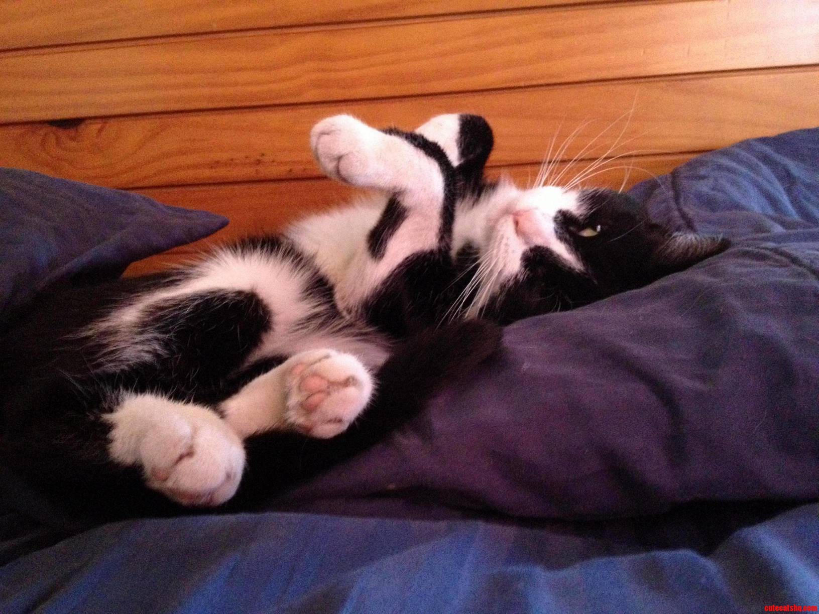 I Woke Up with Ziggy Making This Face at Me