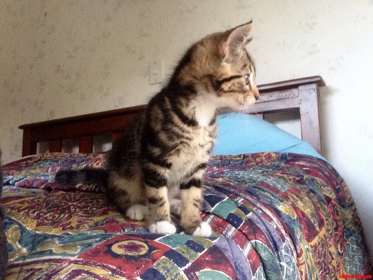 I Would Like to Introduce Catniss