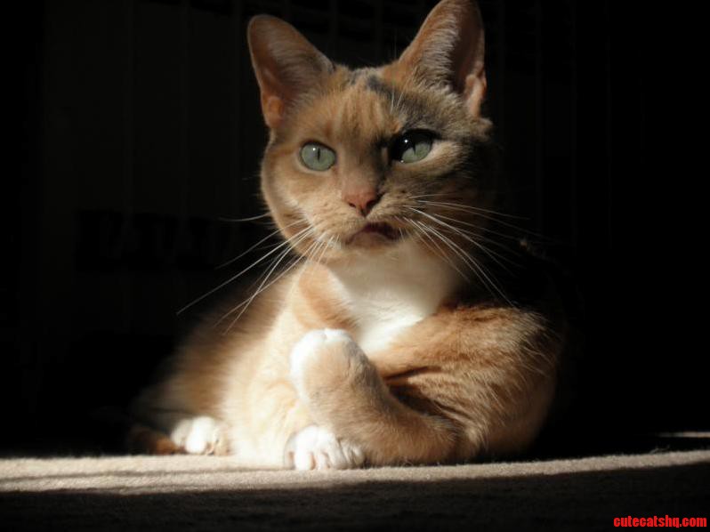 If I Were Clever Thered Be Meme Text Around This Cat Pic...